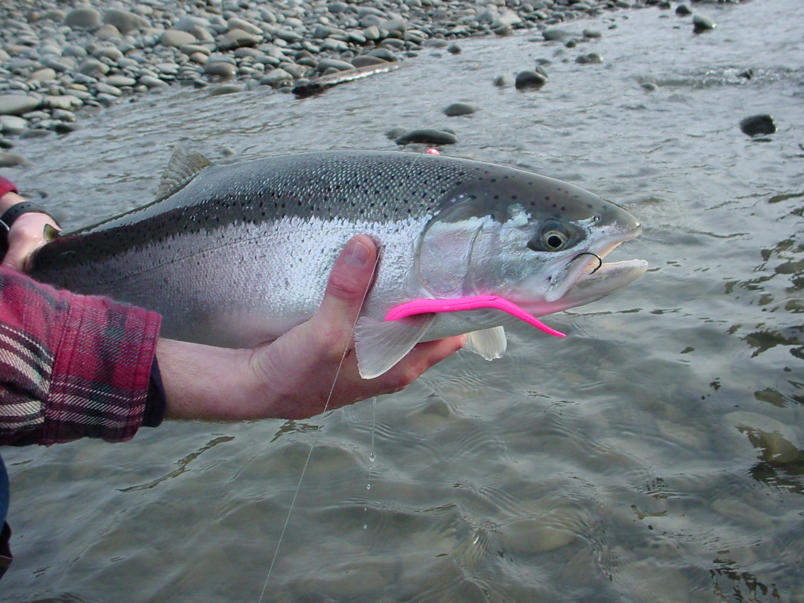 Winter Steelhead with Count Wormula