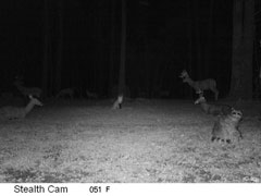 Infrared trail camera flash