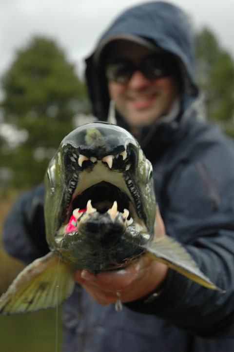 Curtis Meyers of BC Fly Fishing Charters with a Chehalis River chum salmon