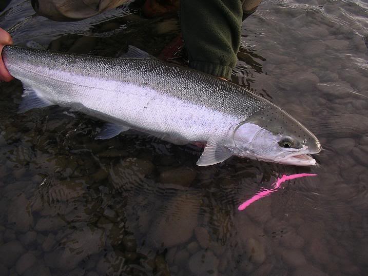 Fishing Pink Rubber Worms for Steelhead