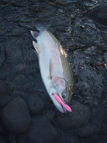Fishing Pink Rubber Worms for Steelhead