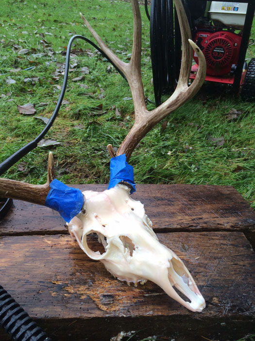 What to Put in Water When Boiling Deer Skull 