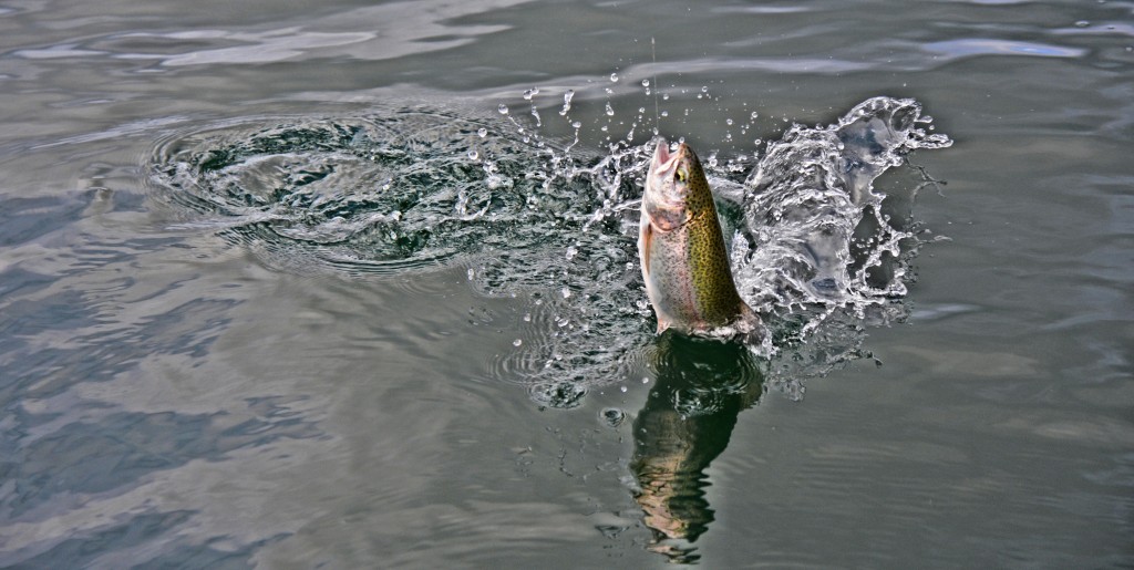 A feisty rainbow makes it fun -Jason Brooks