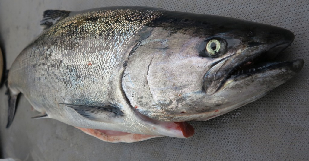 Fresh Spring Chinook-Jason Brooks