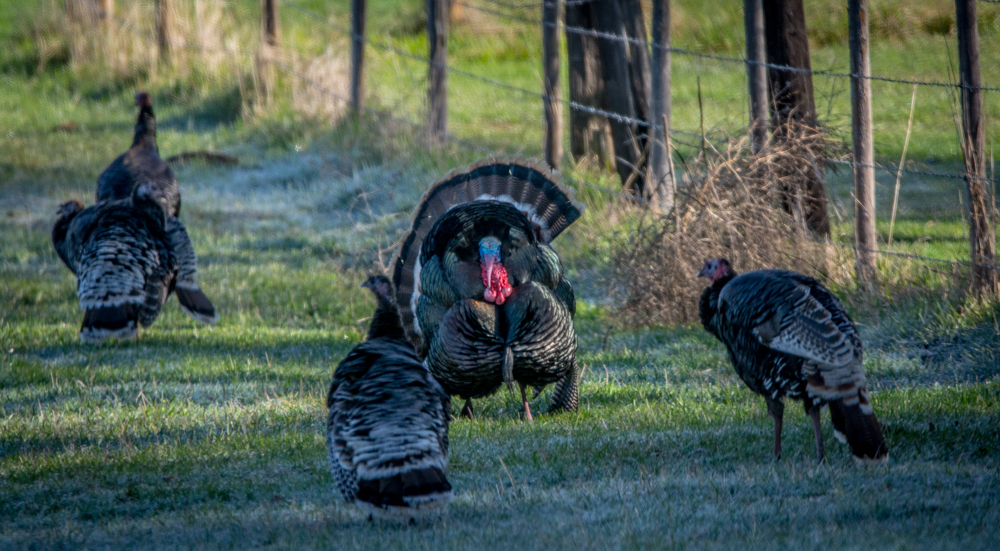 Destination Turkey CampColville, WA The Outdoor Line Blog