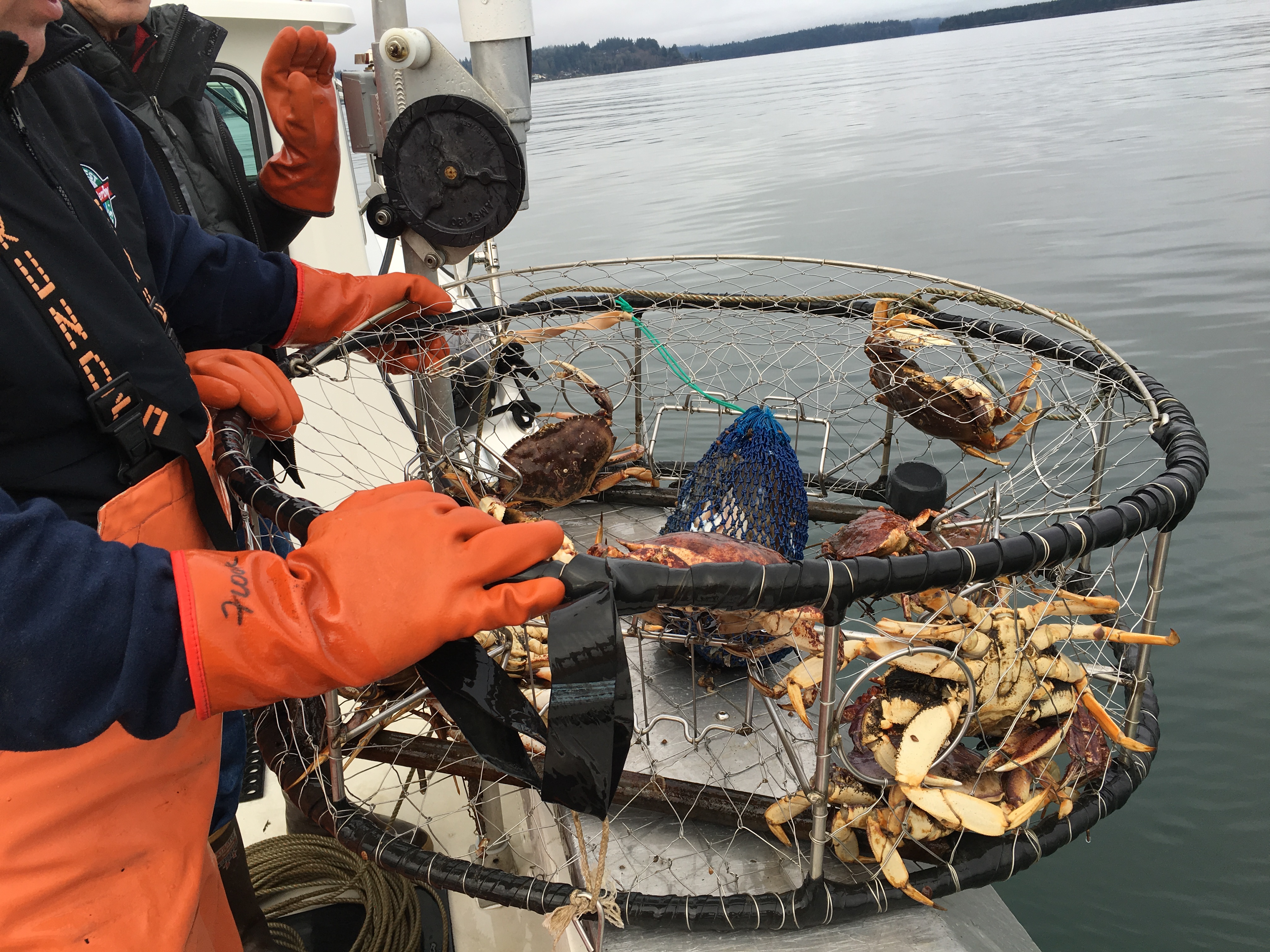 Break out the crab pots: Some marine areas reopen Saturday for