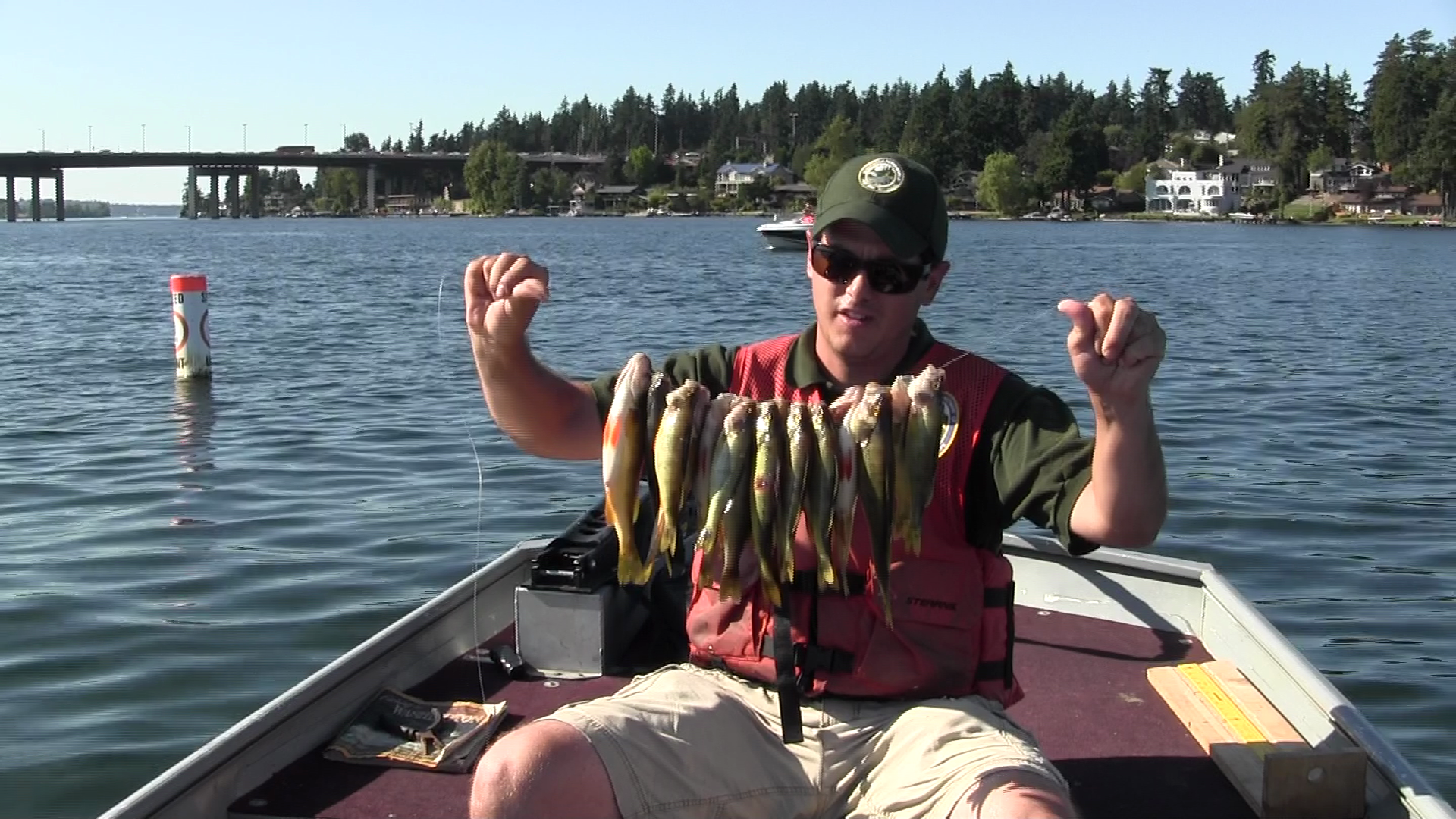 Lake Washington yellow perch are abundant and an excellent late-summer fish  to catch