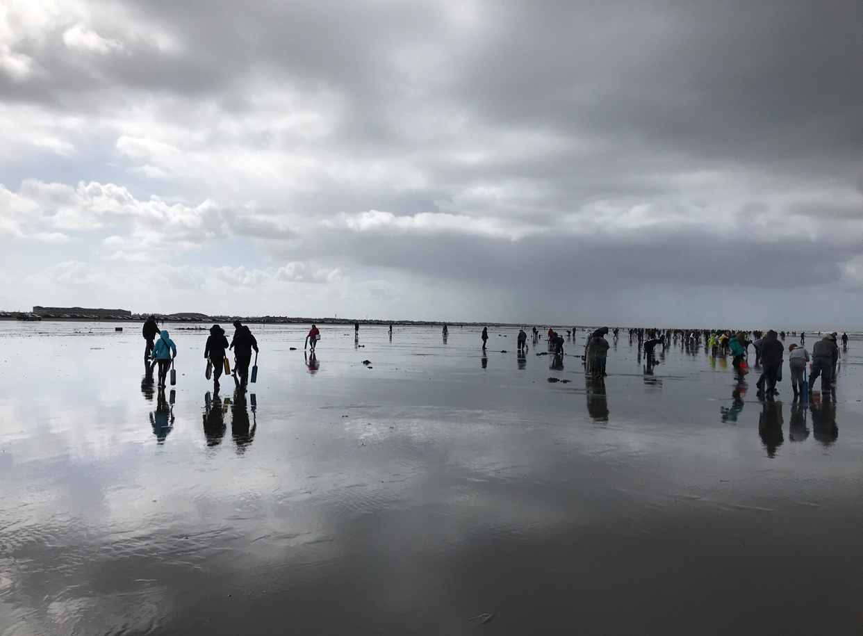 Coastal razor clam season starts off on a high note at Long Beach where