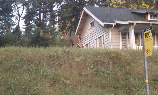 blacktail_deer_busstop_web.jpg