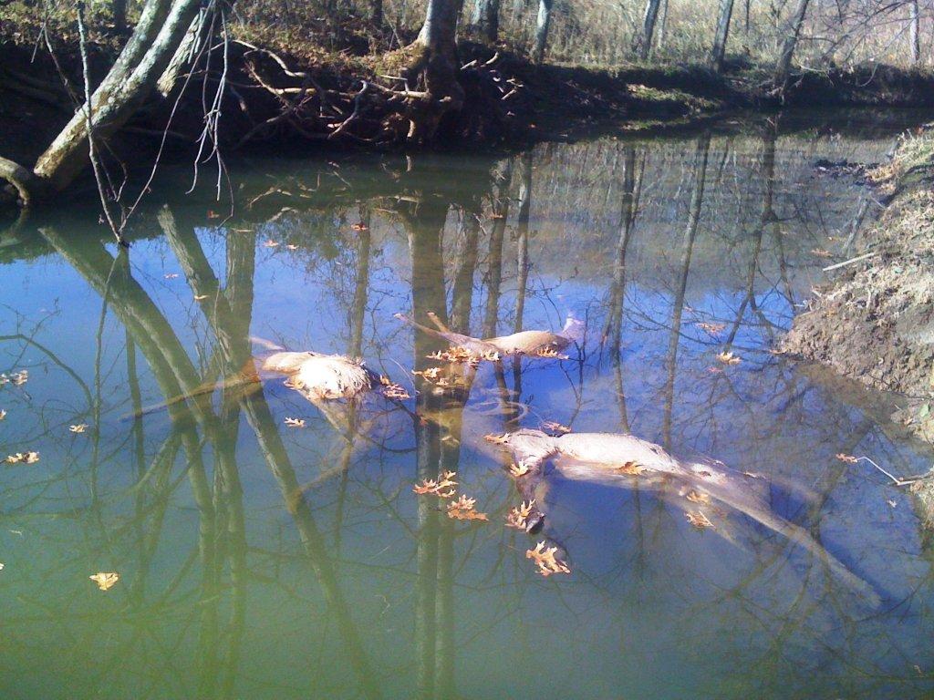 Three_Locked_Whitetails_06.jpg