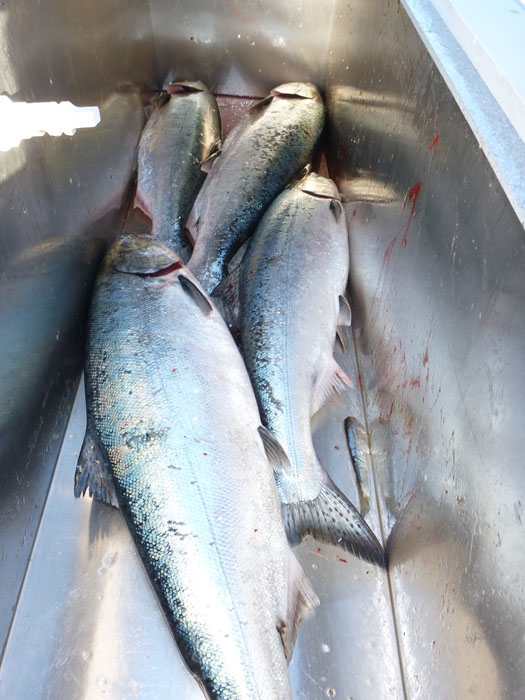 fishbox.jpg