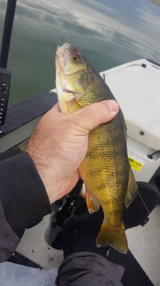 bigperch.jpg