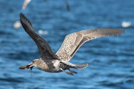 gull and cuttlefish.jpg