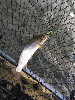 sammamishtrout_small.jpg