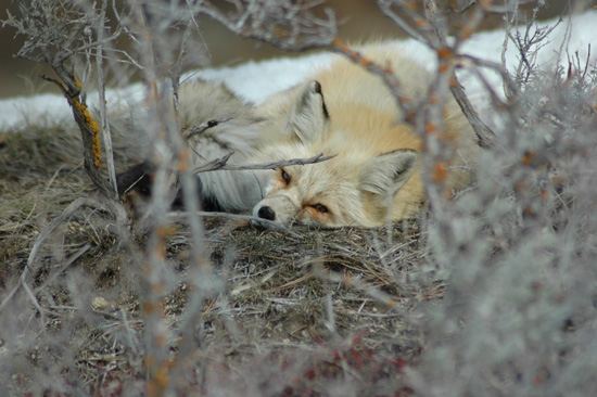 idaho_fox7_web.jpg