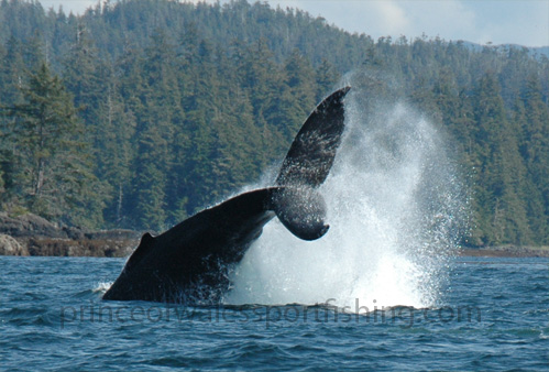humpback_tailbreach.jpg