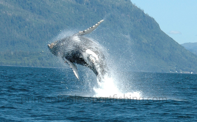 humpback1_web.jpg