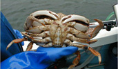 Shellfish