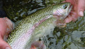 Trout