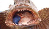 Bottomfish