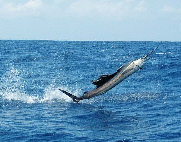 Los Suenos Resort, Costa Rica Sailfish, photo by Rob Endsley Los Suenos Resort, Costa Rica Sailfish Charters